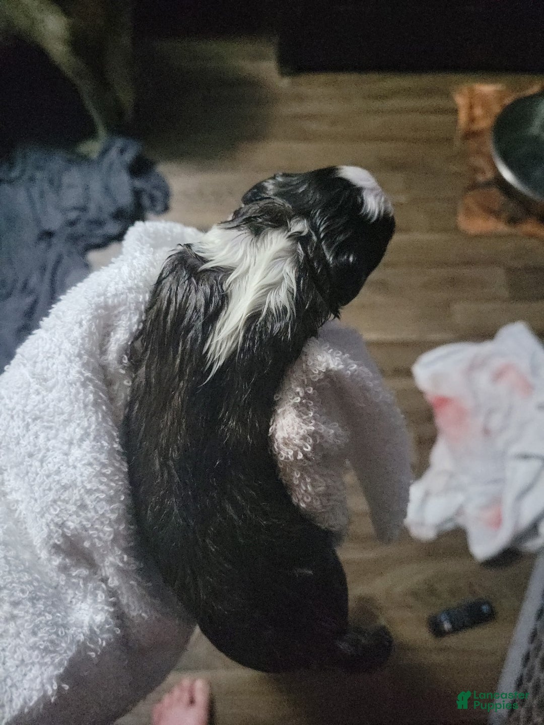 Saint Bernard dogs for sale: Puppy 3 - Ad 29