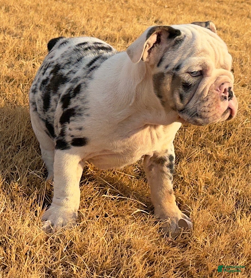 English Bulldog dogs Cupcakes - Ad 1