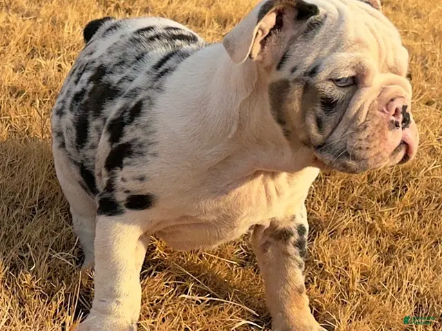English Bulldog dogs for sale: Cupcakes - Ad 1