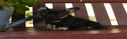 French Bulldog dogs for sale: Hamlet - Ad 5