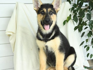 Gerberian Shepsky dogs Montana - Ad 23