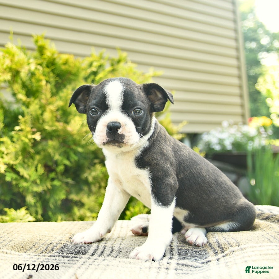 Boston Terrier dogs Lightning - Ad 2