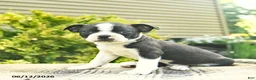 Boston Terrier dogs for sale: Lightning - Ad 2