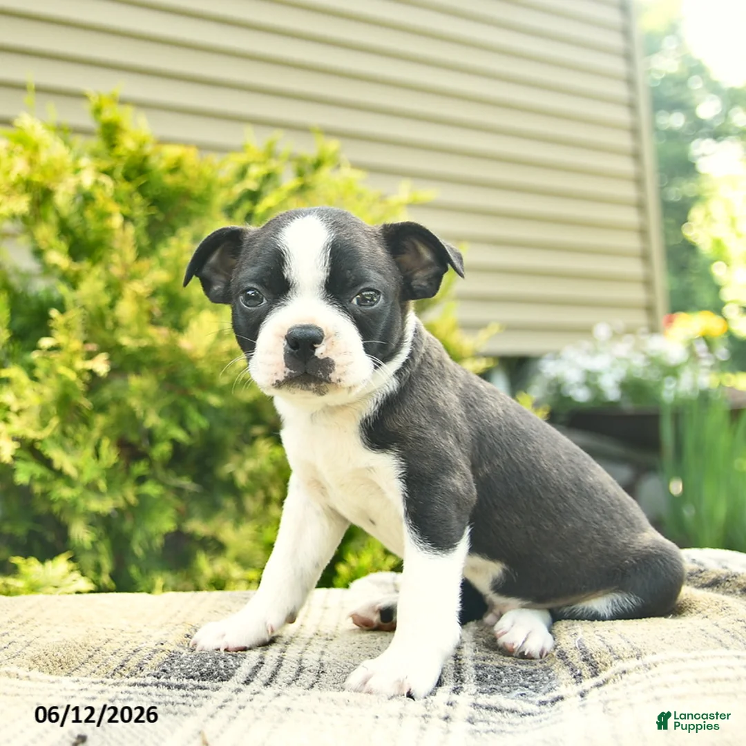 Boston Terrier dogs for sale: Lightning - Ad 2