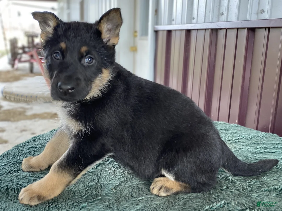 German Shepherd dogs for sale: German Shepherd Puppy 6 Twila - Ad 2