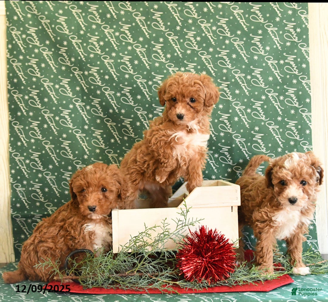 Toy Poodle dogs for sale: Igor - Ad 3