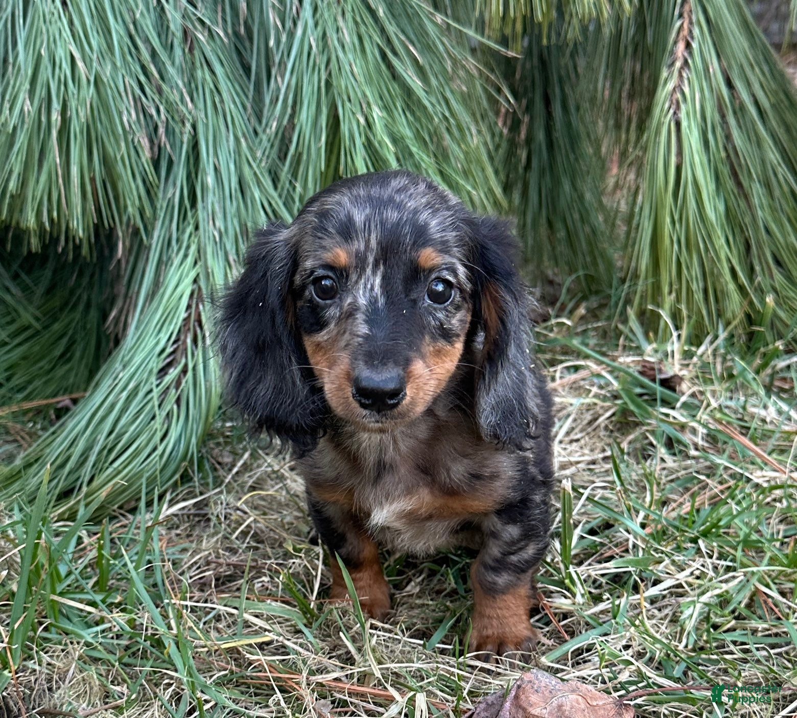 Miniature Dachshund dogs Fritz - Ad 1