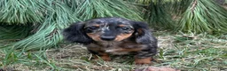 Miniature Dachshund dogs for sale: Fritz - Ad 1