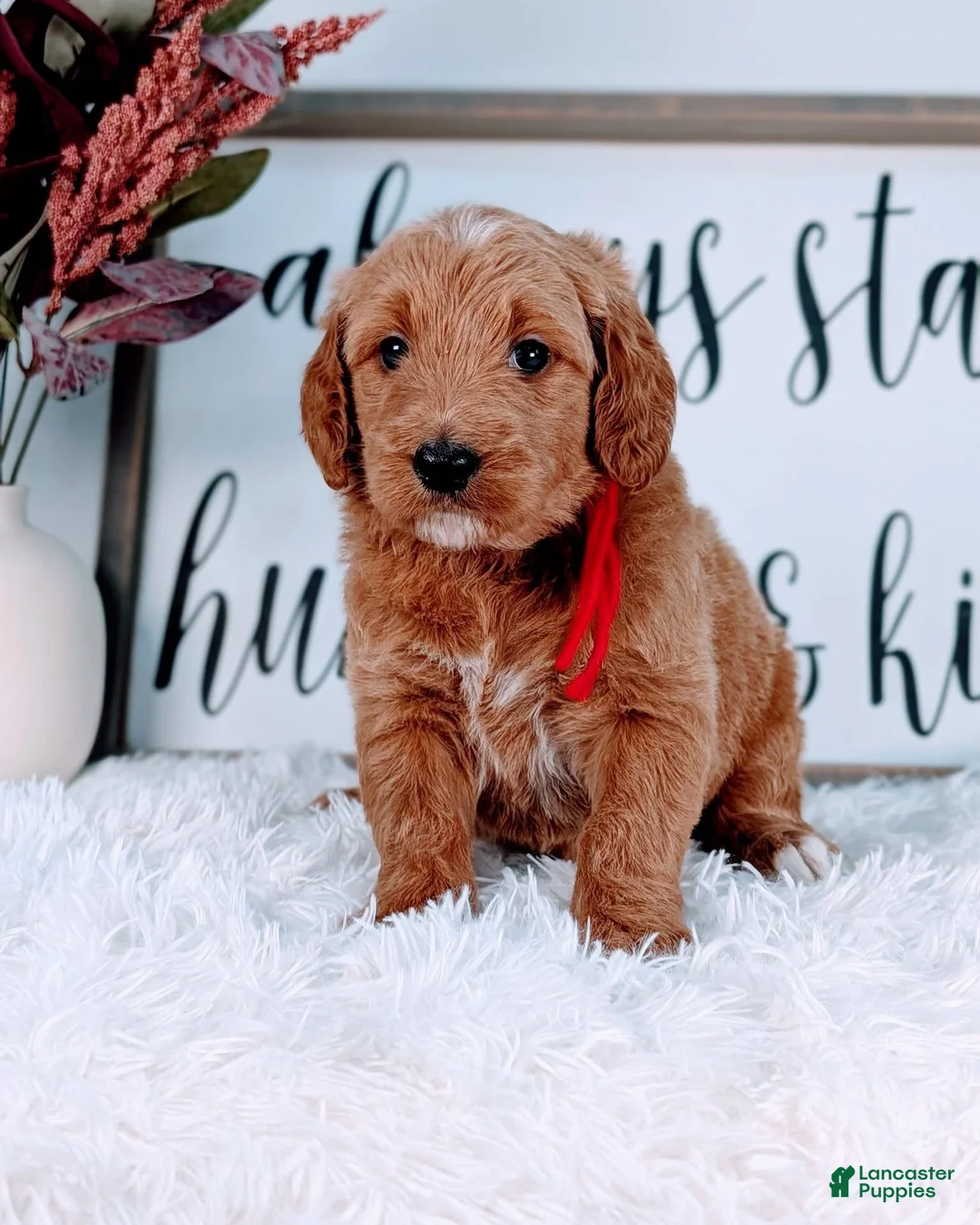 Goldendoodle dogs for sale: Rose - Ad 1