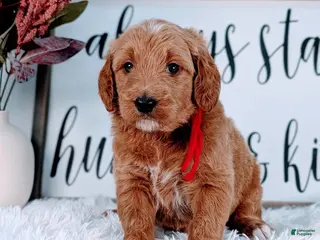 Goldendoodle dogs Rose - Ad 5
