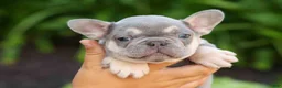 French Bulldog dogs for sale: Roxie🌸 - Ad 6