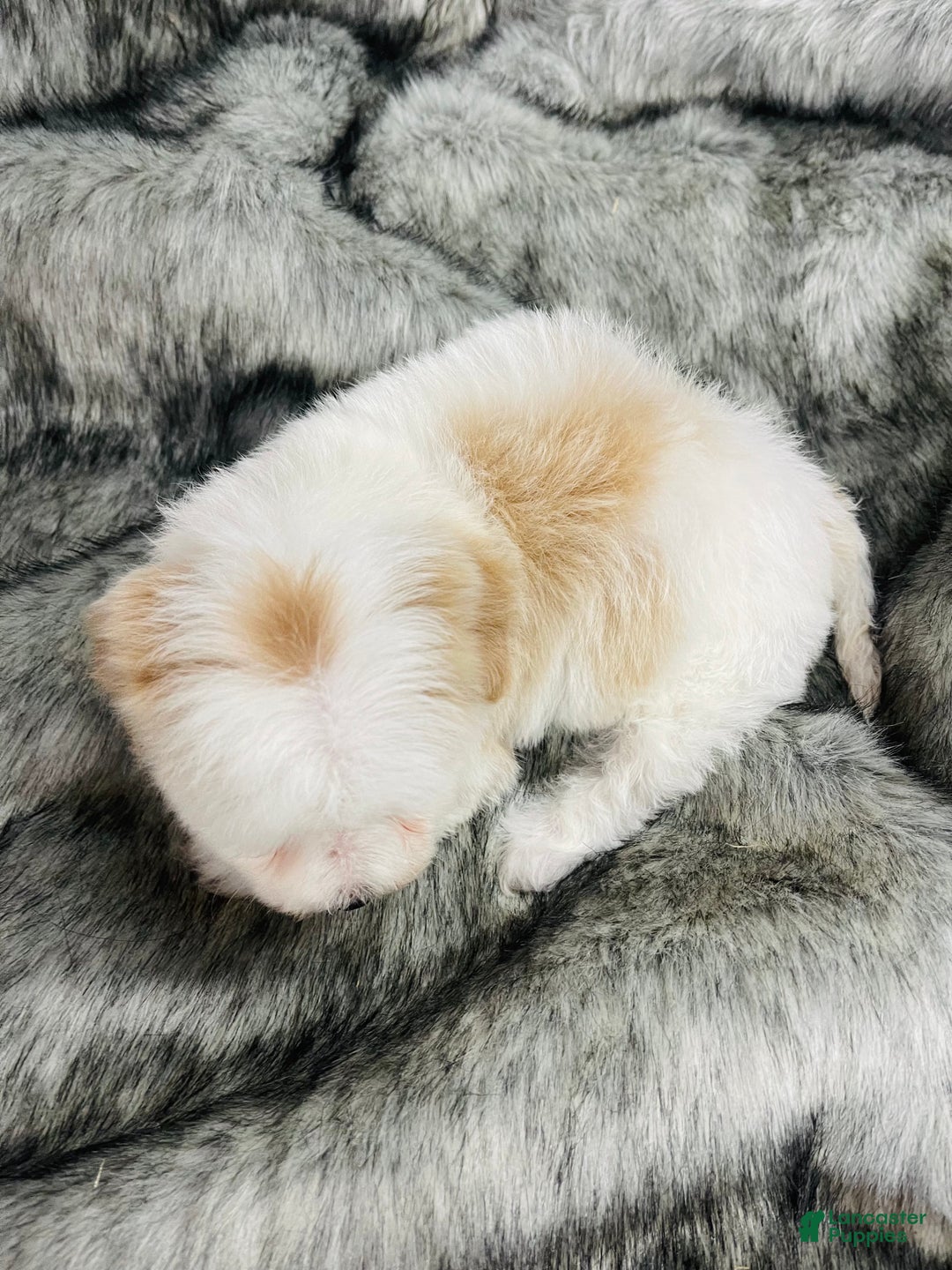 Mixed Breed dogs for sale: peaches and cream - Ad 3