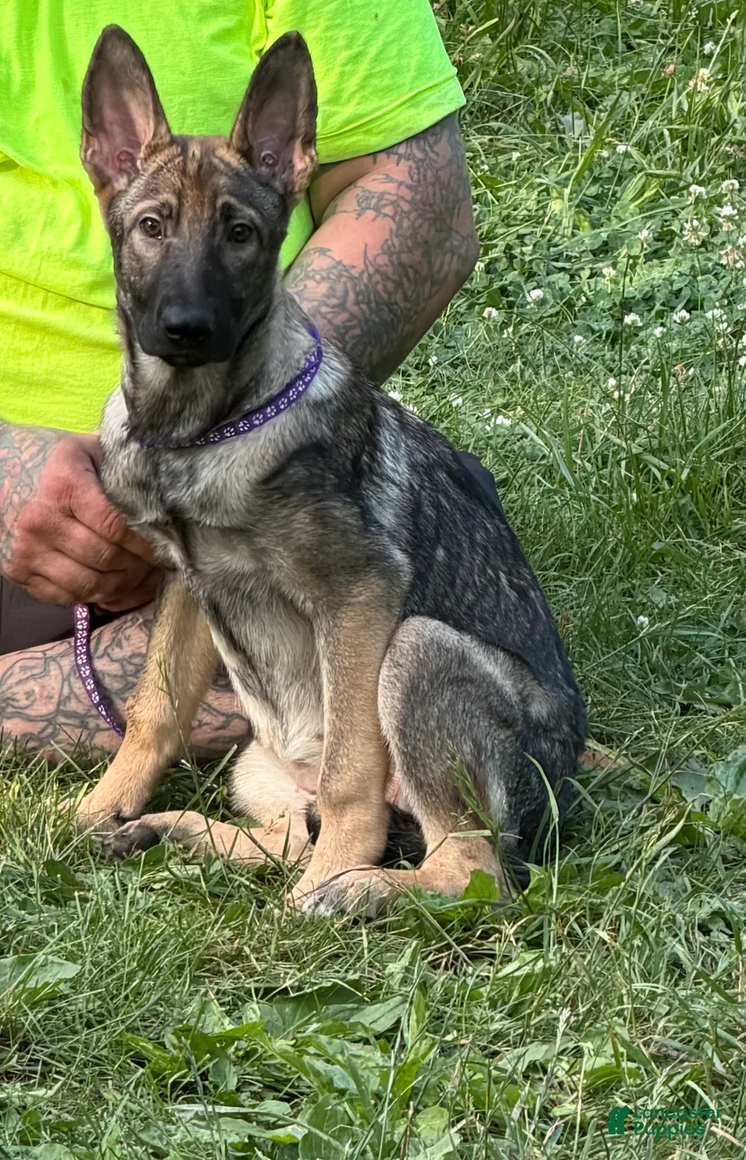 German Shepherd dogs for sale: Sassy - Ad 1