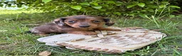 Dachshund dogs for sale: Romeo - Ad 1