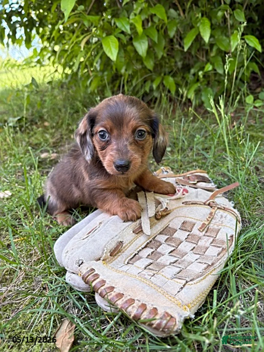 Dachshund dogs for sale: Romeo - Ad 1