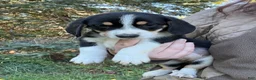 Mixed Breed dogs for sale: Female #5 - Ad 1
