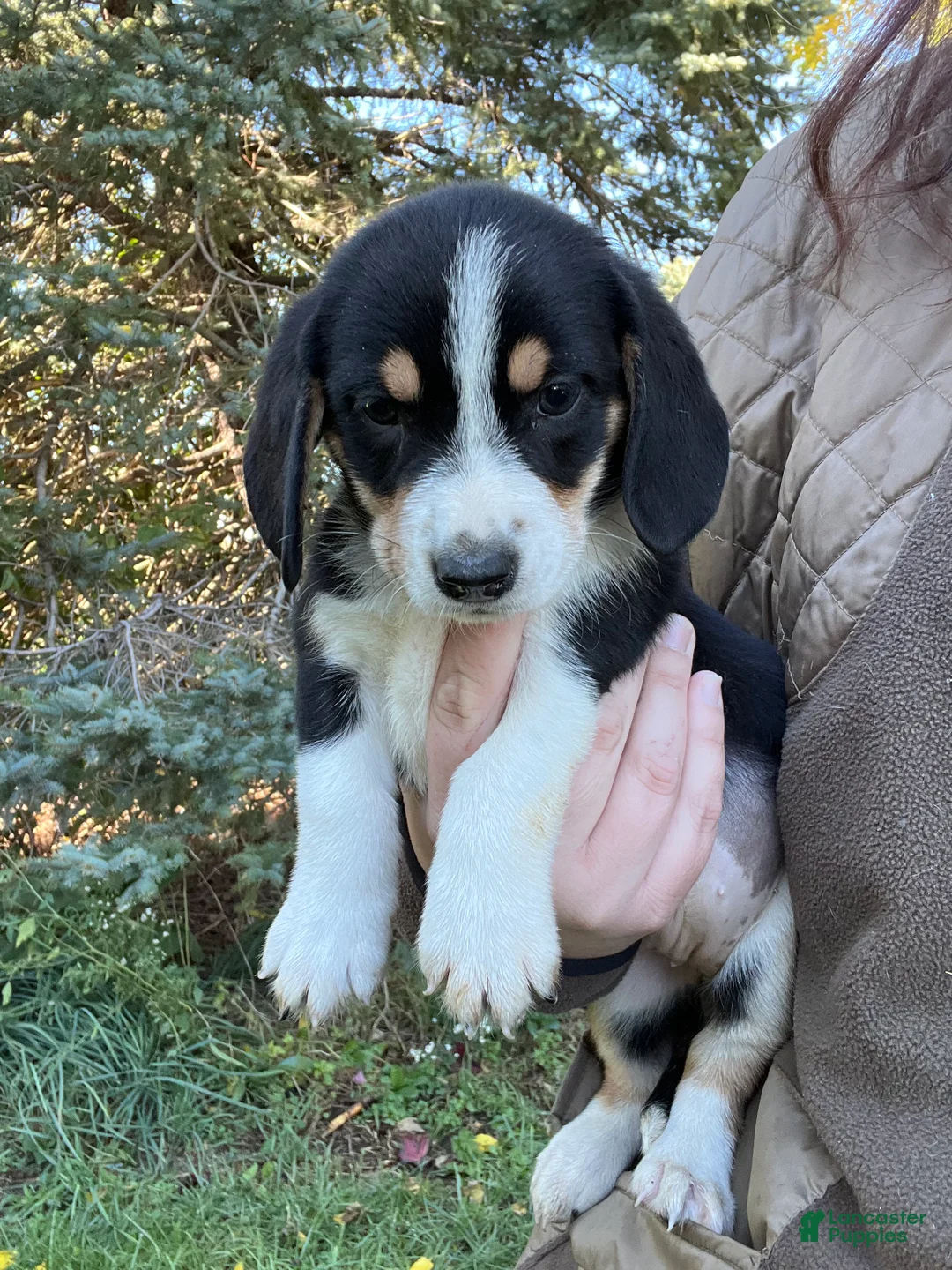 Mixed Breed dogs for sale: Female #5 - Ad 1