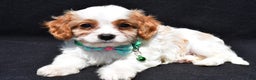 Cavapoo dogs for sale: Parker - Ad 1