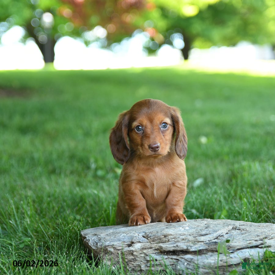 Miniature Dachshund dogs Sundae - Ad 2