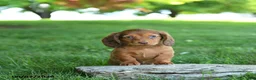 Miniature Dachshund dogs for sale: Sundae - Ad 2