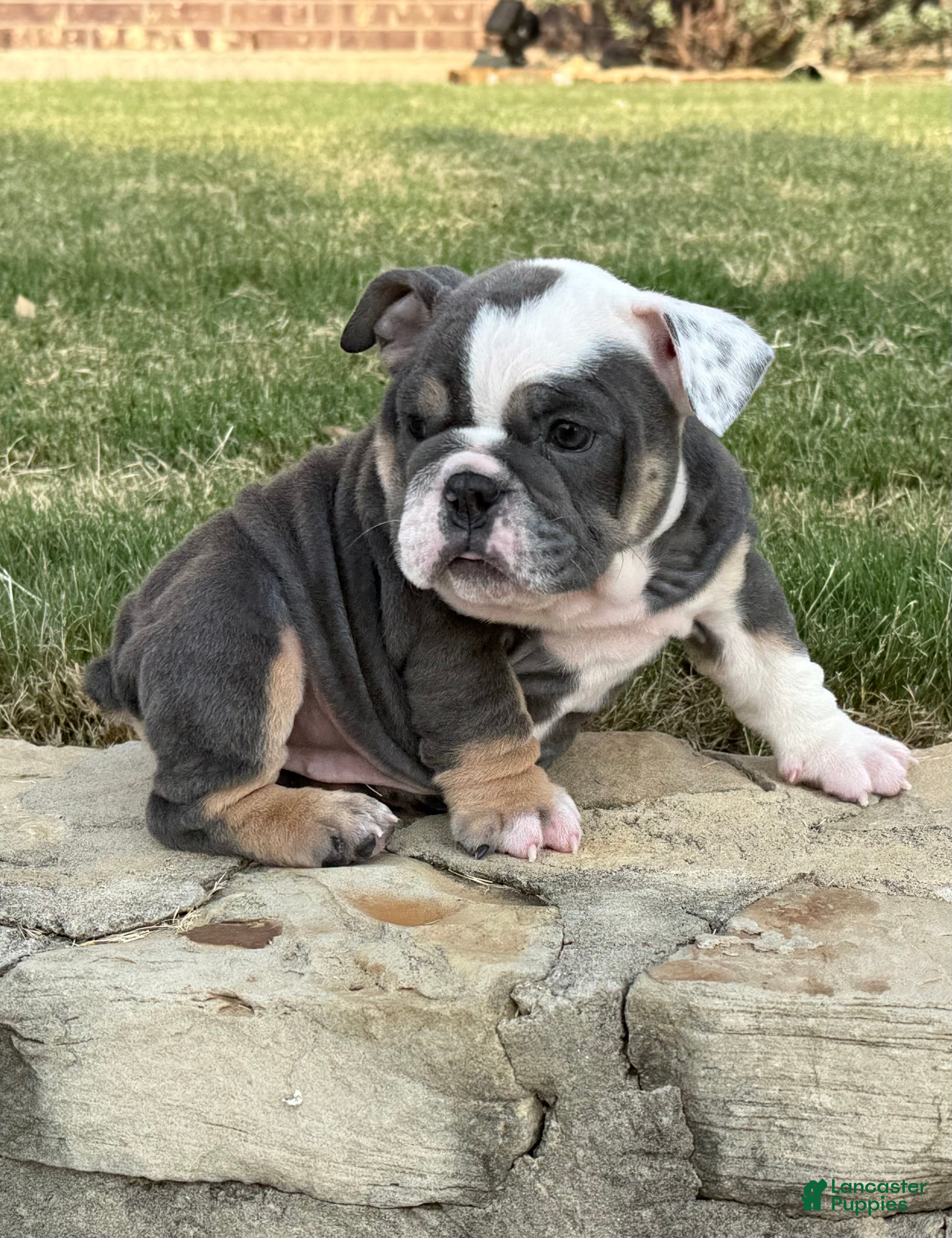 English Bulldog dogs MUFFIN TOP-English Bulldog 6 - Ad 1
