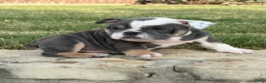 MUFFIN TOP-English Bulldog 6