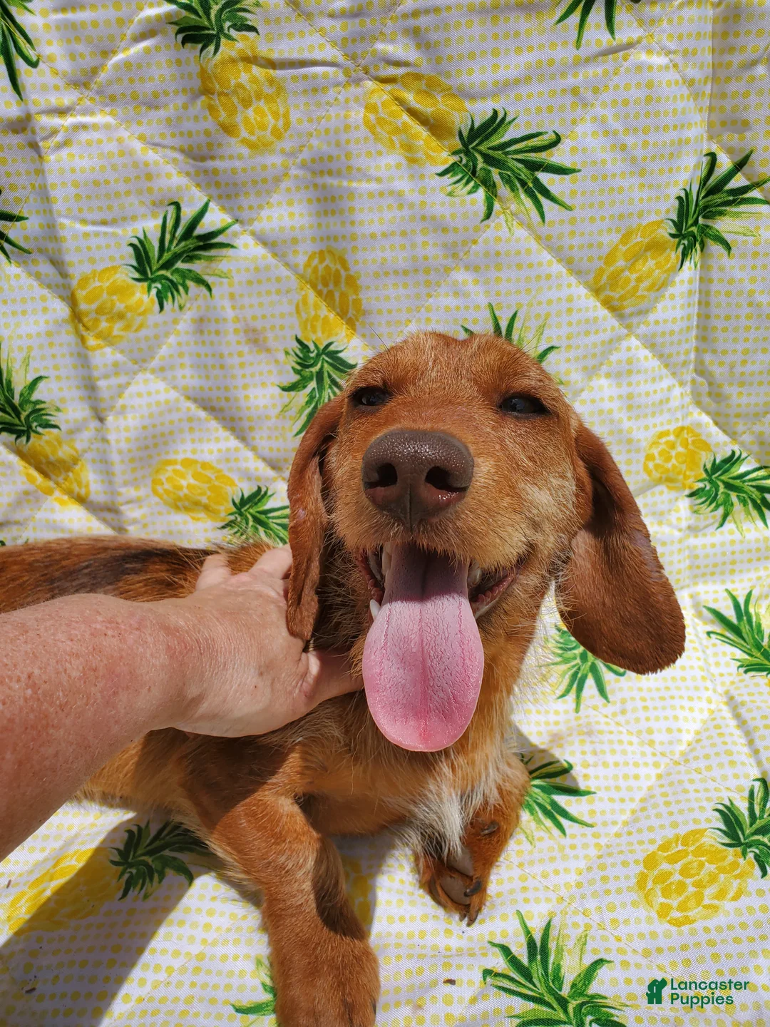 Dachshund dogs for sale: Dachshund Puppy 1 - Ad 2