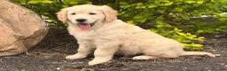 Golden Retriever dogs for sale: Max - Ad 6