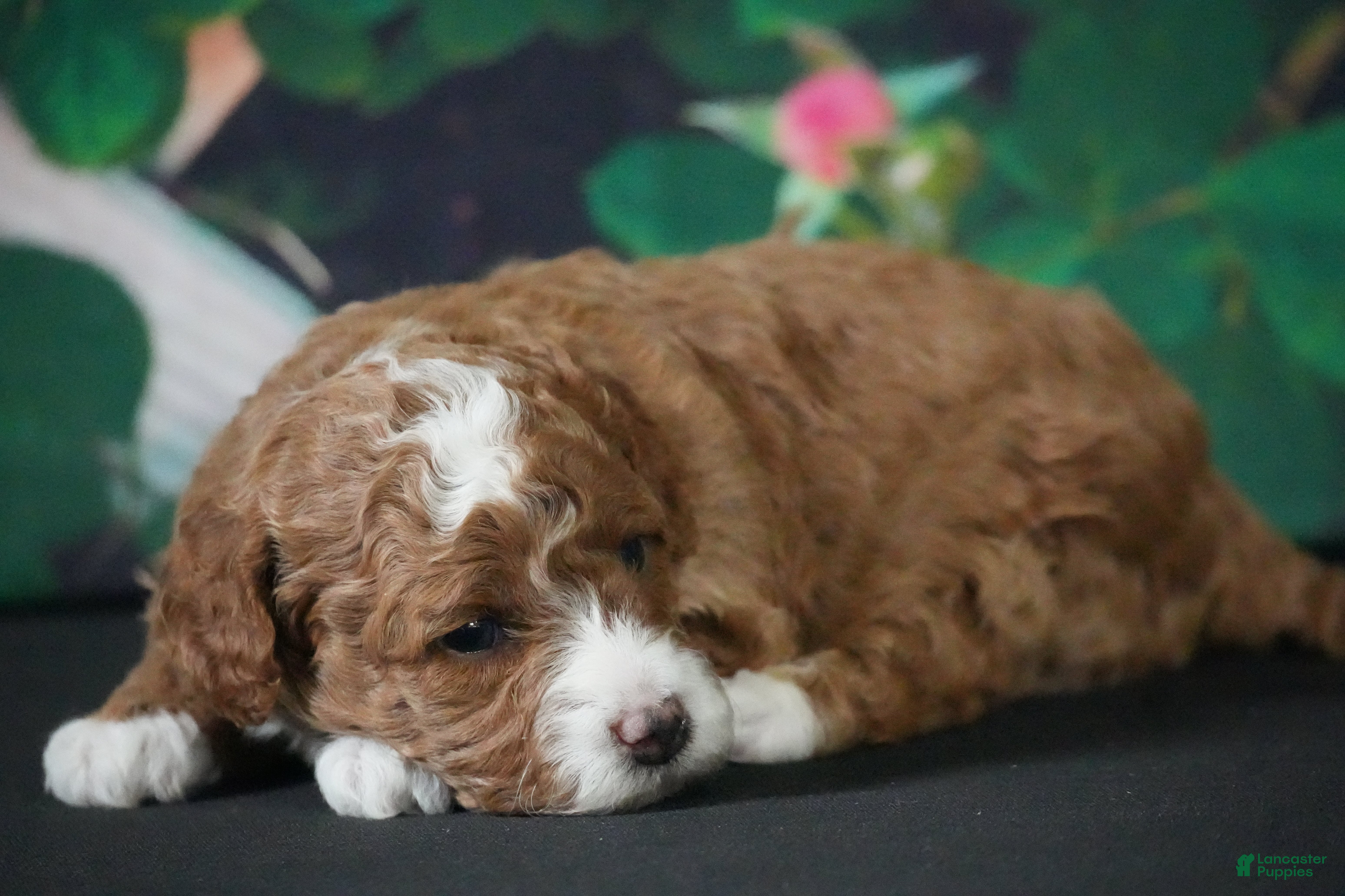 Cavapoo dogs for sale: Hillary - Ad 1