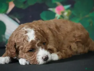 Cavapoo dogs Hillary - Ad 4