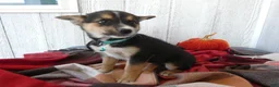 Australian Cattle Dog dogs for sale: Australian Cattle Dog 9 Blue Moon - Ad 5