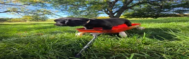 Mixed Breed 9