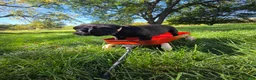 Mixed Breed dogs for sale: Mixed Breed 9 - Ad 1