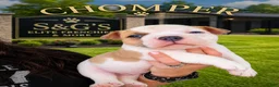 American Bully dogs for sale: American Bully Puppy 1 - Ad 4
