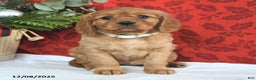 Miniature Golden Retriever dogs for sale: Carol  - Ad 2