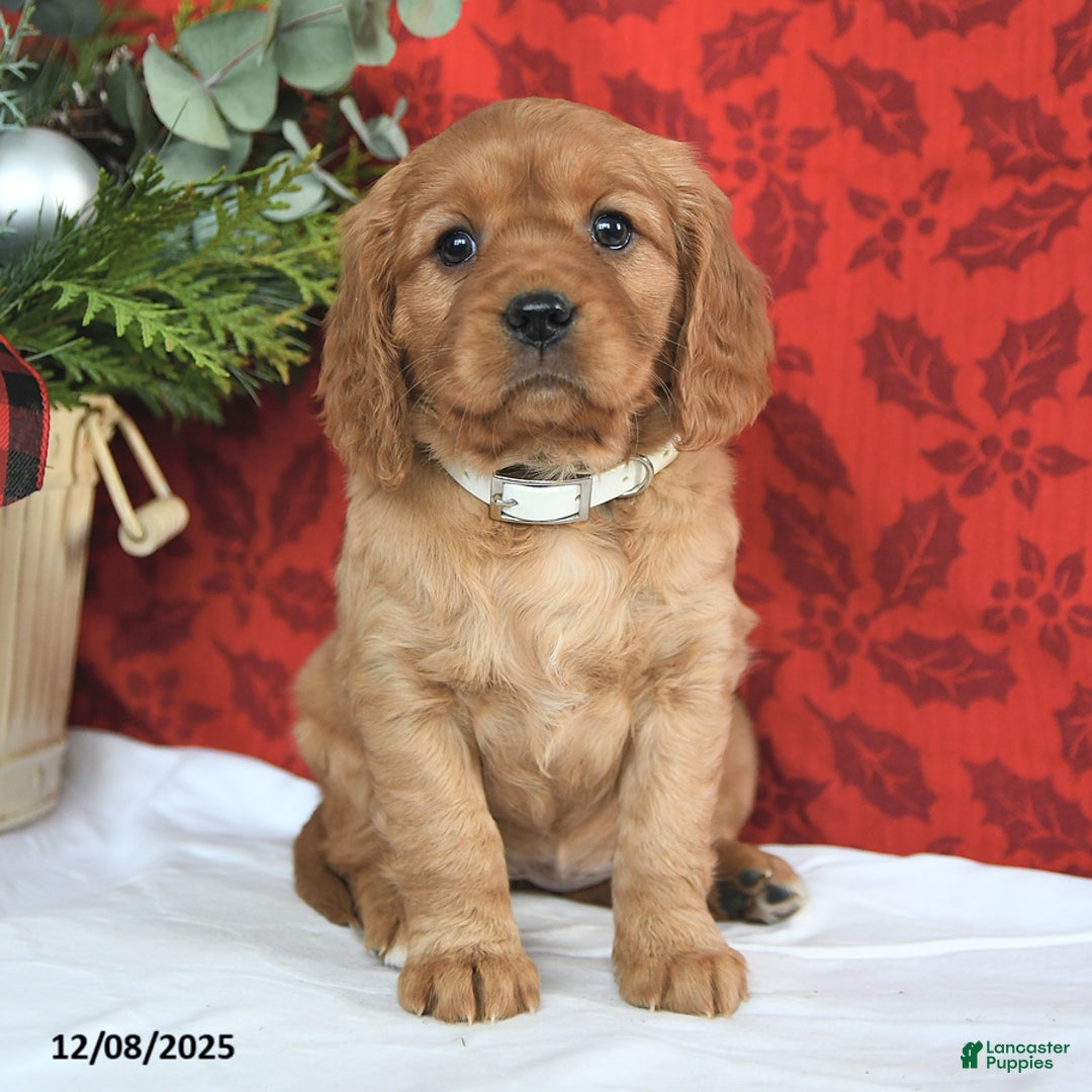 Miniature Golden Retriever dogs for sale: Carol  - Ad 2