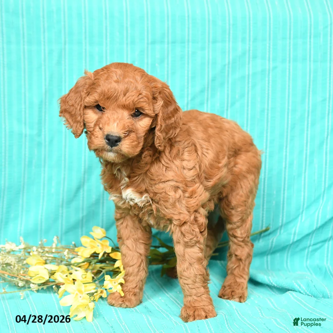 Goldendoodle dogs for sale: Rosie - Ad 3