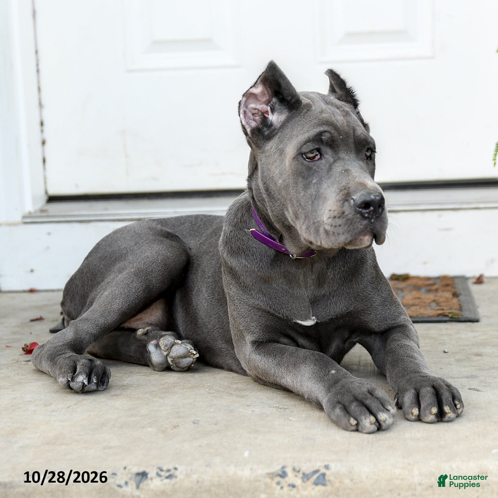 Cane Corso dogs for sale: Lotus  - Ad 1