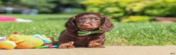 Miniature Dachshund dogs for sale: Lyn - Ad 2