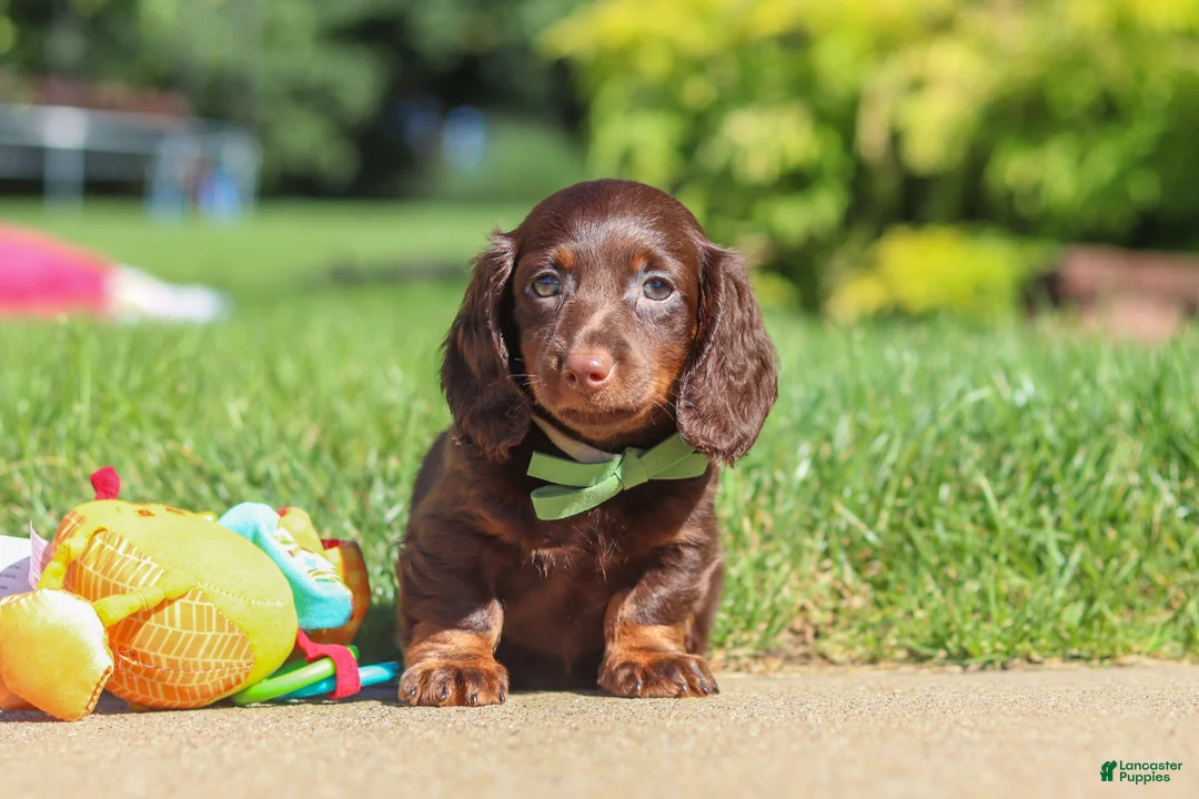 Miniature Dachshund dogs for sale: Lyn - Ad 2