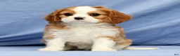 Cavalier King Charles Spaniel dogs for sale: Duke - Ad 7