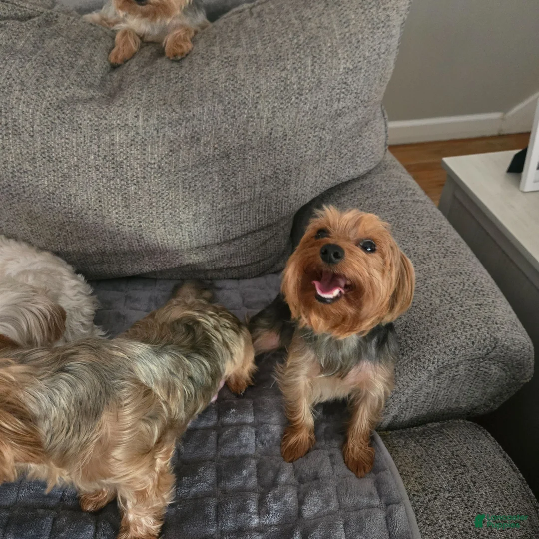 Yorkshire Terrier dogs for sale: Yorkshire Terrier 4 - Ad 3
