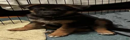 German Shepherd dogs for sale: Veronica - Ad 10