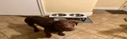 Labrador Retriever dogs for sale: Dozer - Ad 8