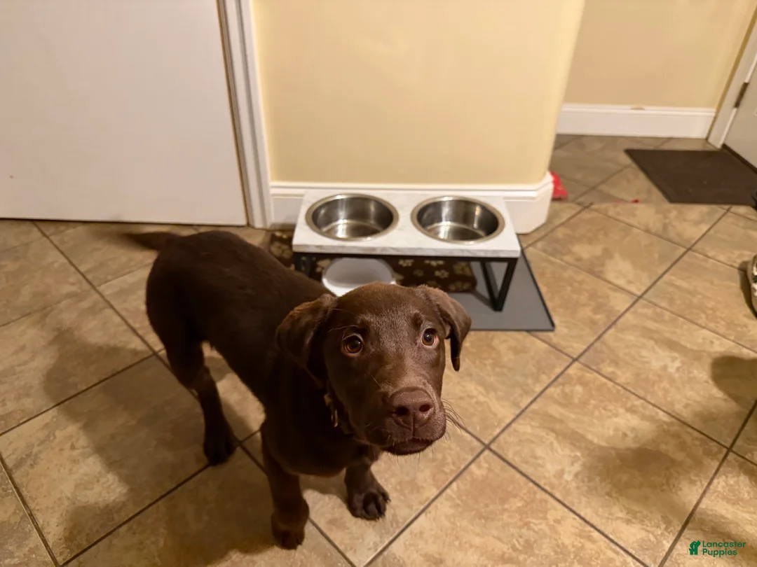 Labrador Retriever dogs for sale: Dozer - Ad 8