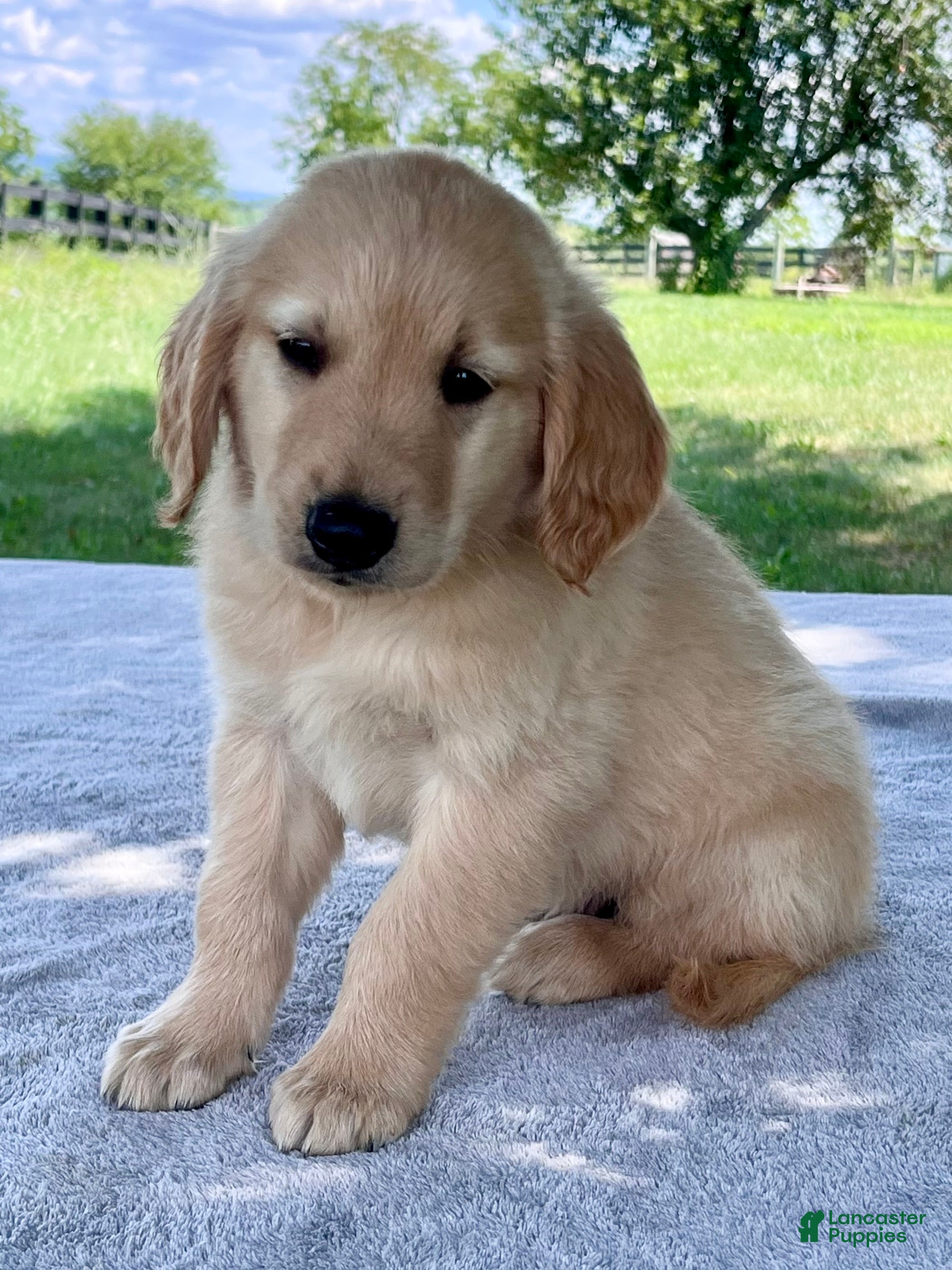 Golden Retriever dogs Drake - Ad 2