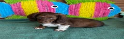 Dachshund dogs for sale: Deacon - Ad 3