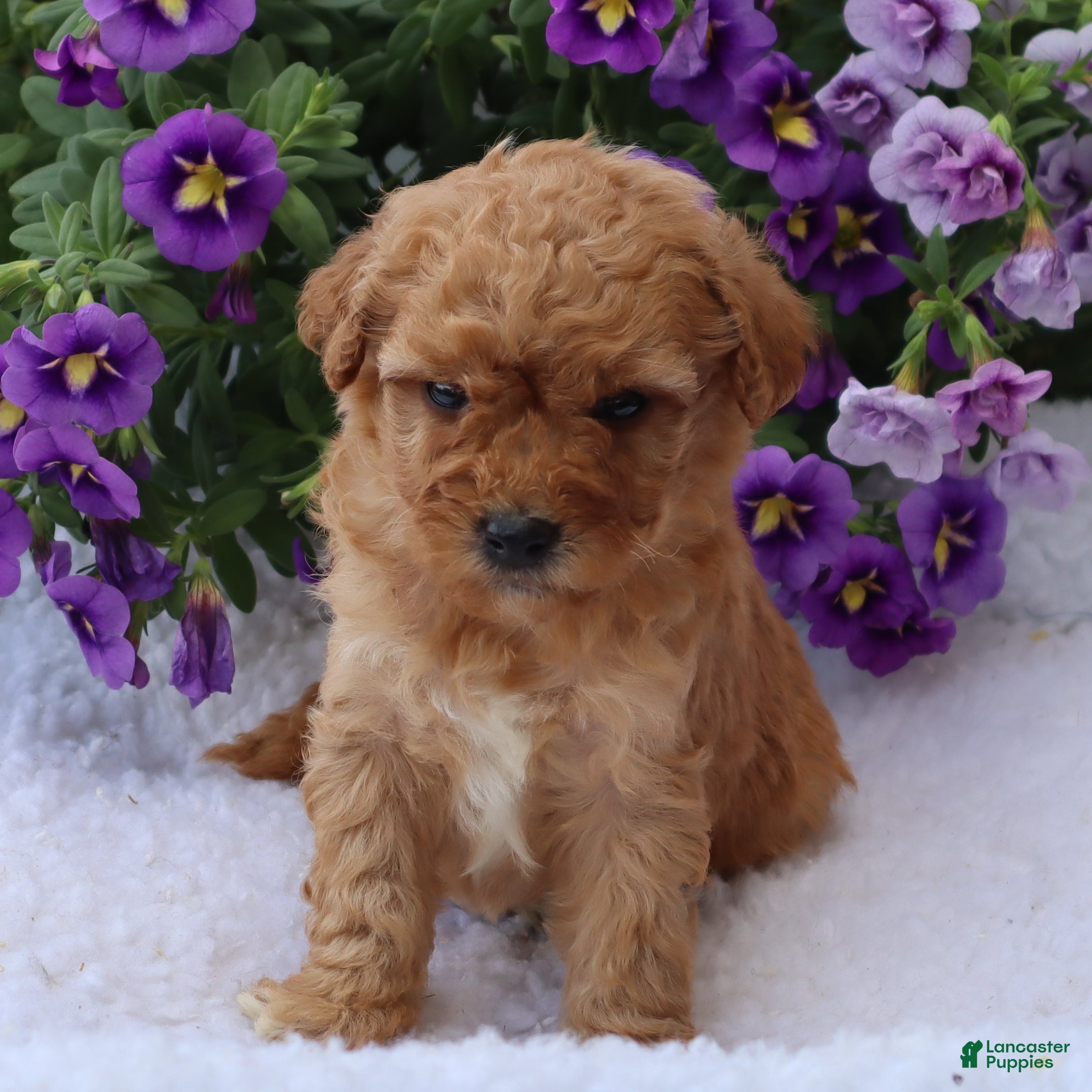 Mini Goldendoodle dogs Champ - Ad 2
