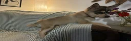 Pomsky dogs for sale: Freddy - Ad 3