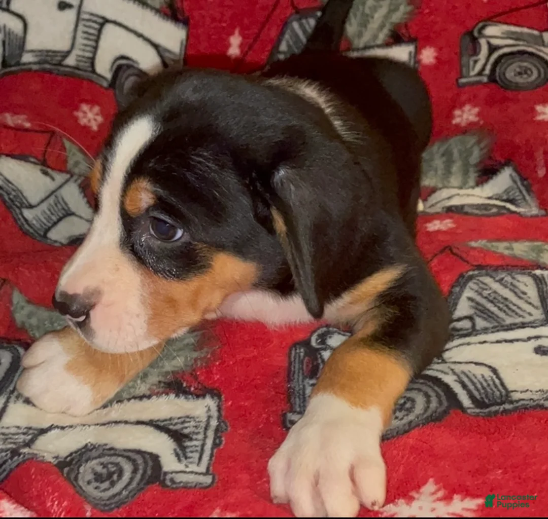 Greater Swiss Mountain Dog dogs for sale: Tess - Ad 9